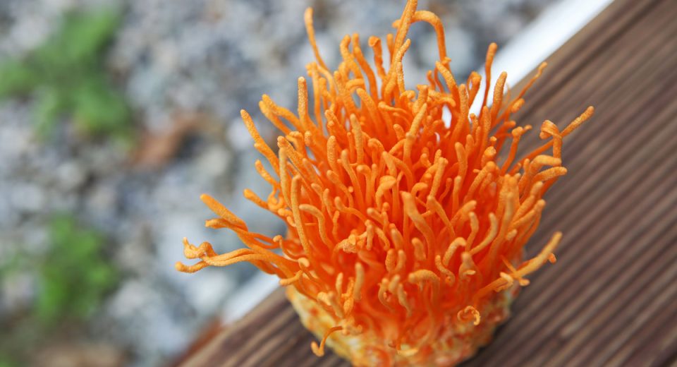 cordyceps