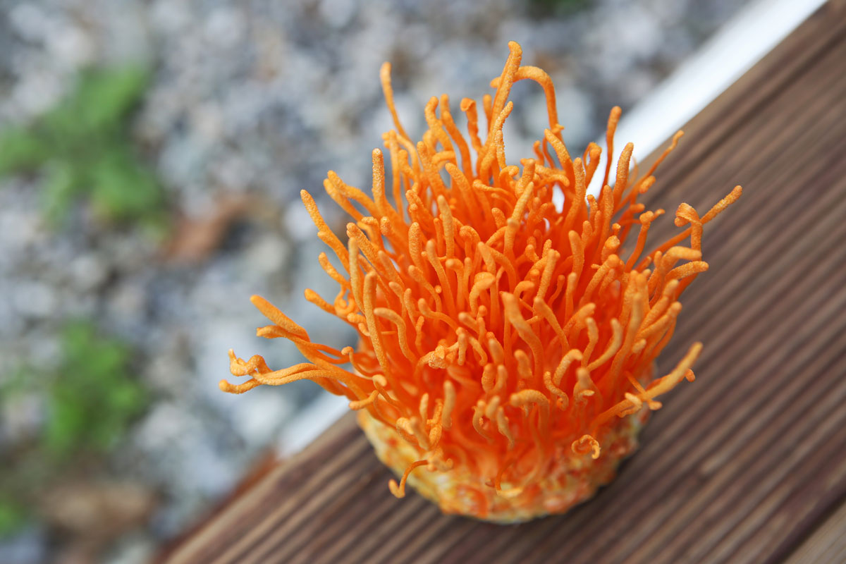 cordyceps
