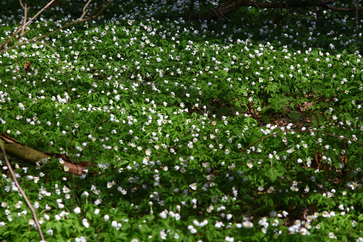 bacopa